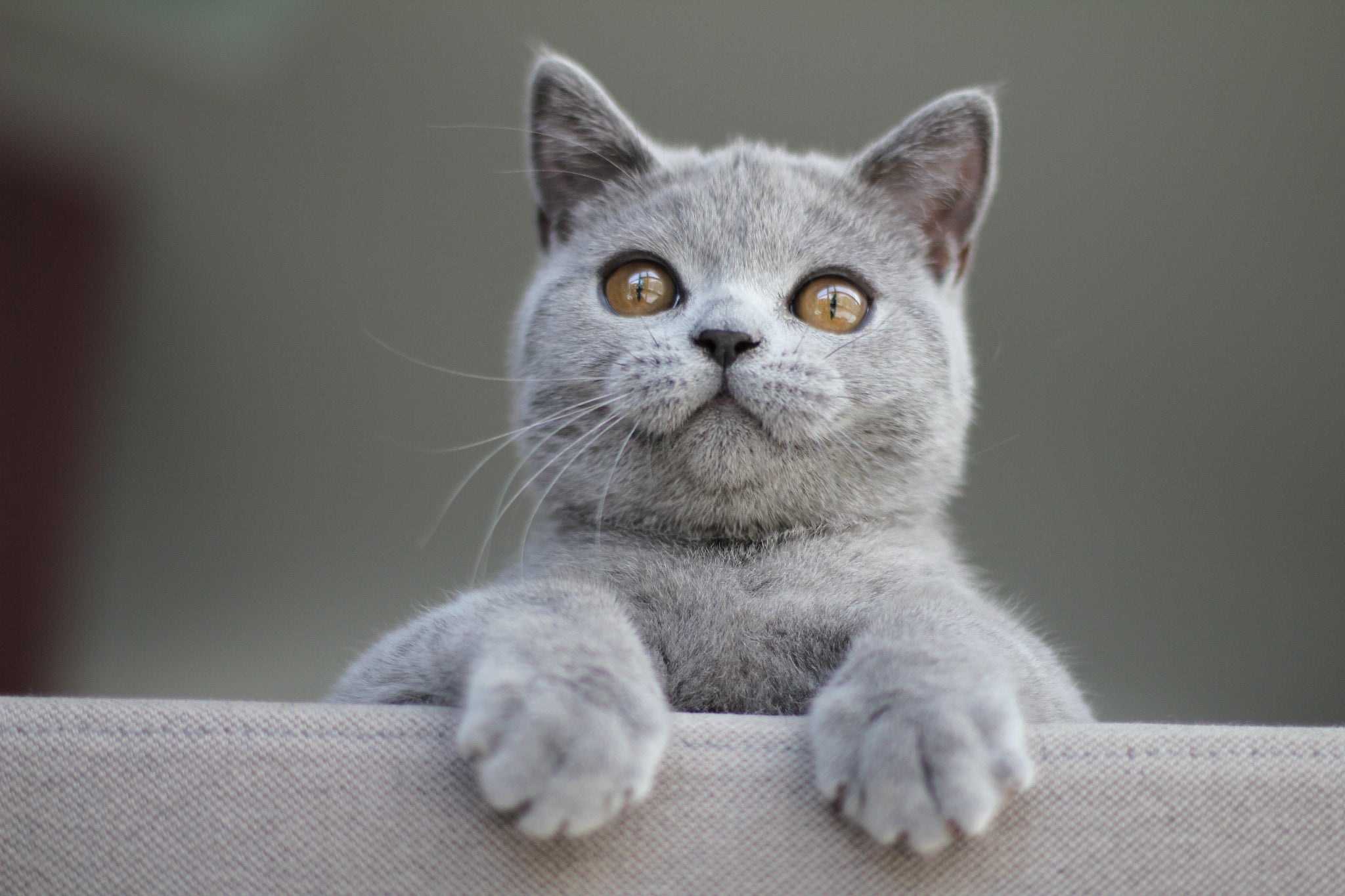 The Art of Feline Friendship: Best Practices for a Happy and Healthy Cat