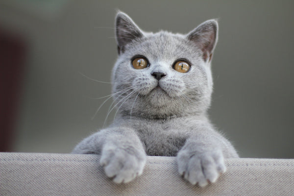 The Art of Feline Friendship: Best Practices for a Happy and Healthy Cat