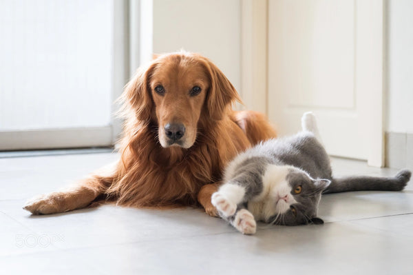 How to Train Your Dog and Cat to Live Together